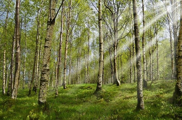 Le foreste dell’Ue potrebbero assorbire il doppio dell’anidride carbonica