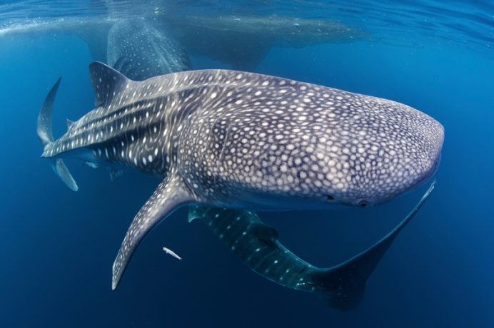 Oceani:  10 ragioni per difendere il nostro patrimonio blu