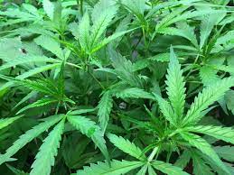 Il 30% studenti delle scuole superiori ha usato cannabis